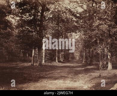 Allée foresti'ere `a Fontainebleau [ruelle forestière de Fontainebleau]. Le Gray, Gustave (1820-1884), photographe Banque D'Images