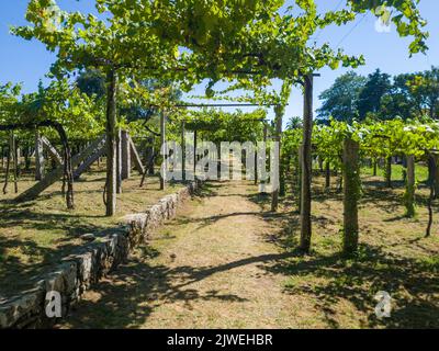 Un gros plan des vignobles de Vinho verde avec un sentier de randonnée dans l'après-midi Banque D'Images