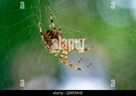 Araneus diadematus la chasse d'araignée dans son web, macro-shot Banque D'Images