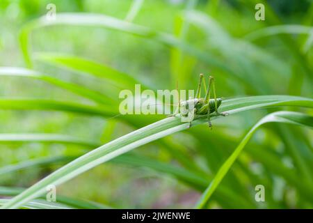 Insecte de sauterelle vert sur une longue feuille. Jour ensoleillé, photo lumineuse. Banque D'Images