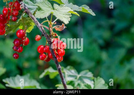 Baies de cassis sur une branche d'un buisson sur fond vert de feuilles. Banque D'Images