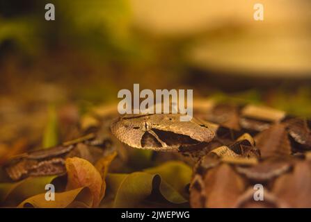 Gaboon viper, l'un des serpents les plus mortels au monde, avec de puissants venins et fangs jusqu'à 2 pouces de long Banque D'Images
