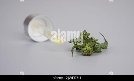 pipette avec extrait médical de cbd et un bourgeon de cannabis vert. Banque D'Images