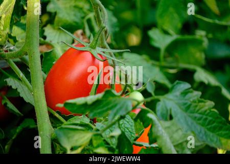 Tomates mûres rouges dans le jardin sur le Bush Banque D'Images