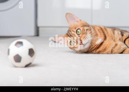 Le chat Bengale joue avec une balle sur le sol. Jouer à Cat. Banque D'Images