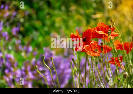 Coquelicots dans un champ non cultivé, avec foyer sélectif et bokeh, avec fleurs de lavande et mauvaises herbes en arrière-plan Banque D'Images