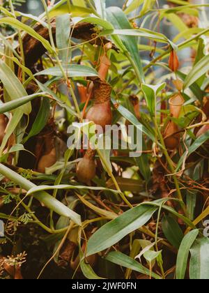 Gros plan de la plante de pichet tropicale carnivore plantes de Nepenthes, feuilles vertes en arrière-plan dans le jardin botanique Banque D'Images