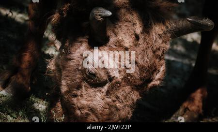 Gros plan d'un bison reposant dans l'ombre, montrant une corne courbée, une fourrure brune épaisse et une texture sauvage puissante dans un portrait d'animal naturel sombre. Banque D'Images