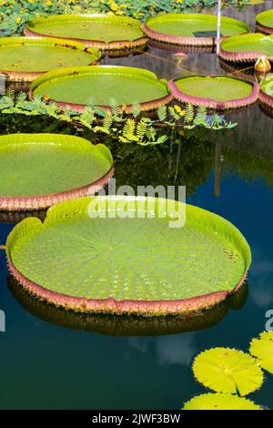 Étang de nénuphars avec de grandes feuilles de Victoria amazonica au jardin botanique de l'Université de Zurich, Zurich, Suisse Banque D'Images