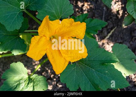 Une grande fleur de courgettes jaunes dans le jardin en gros plan. Banque D'Images