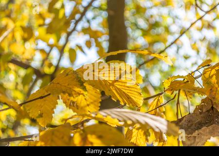 Automne dans la forêt. Les feuilles de charme jaune s'approchent sur un arrière-plan magnifiquement flou avec bokeh. Banque D'Images