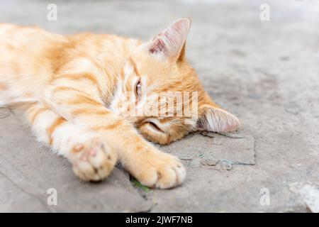 Un joli petit chaton au gingembre se trouve sur le béton et regarde dans la lentille avec les yeux rétrécis. Banque D'Images