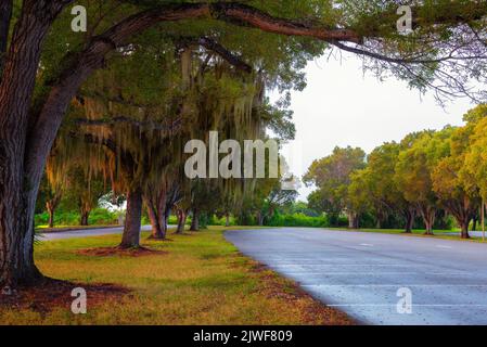 Arbres mousseux dans un parc de stationnement du parc national des Everglades, en Floride Banque D'Images