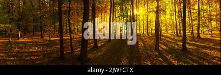 Paysage d'automne en format panoramique. Une forêt de couleurs vives et chaudes avec le soleil du matin qui brille à travers le fauve et les feuilles d'orange. Banque D'Images