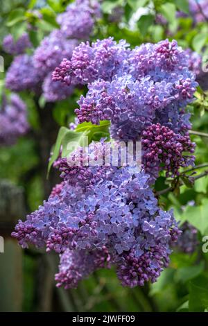 belle branche de fleurs lilas sur fond vert Banque D'Images