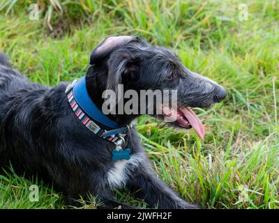 Photo de Headd d'un chiot de 18 semaines de deerdrier x greyhound noir et gris qui se repose dans un champ herbacé Banque D'Images