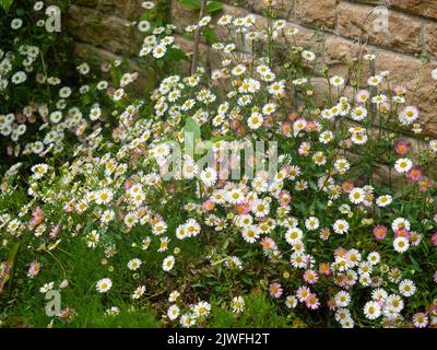 Petite fleur blanche à fleurs roses de la jeune fleur mexicaine, Erigeron karviskianus, qui fleurit depuis longtemps Banque D'Images