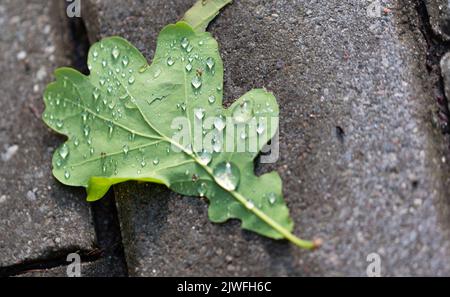 Feuille de chêne vert avec gouttes d'eau après la pluie. Gros plan de feuilles humides couchées sur du béton. Banque D'Images