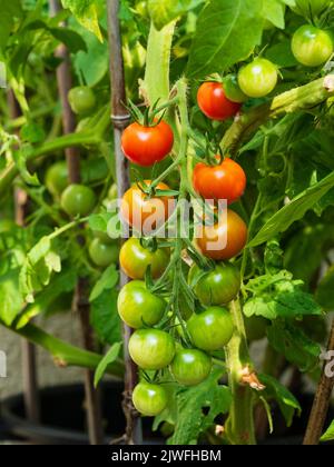 Tomates cerises mûres rouges, mûres et non mûres, Solanum lycopersicum 'Gardener's Delight' dans une treillis plus tard l'été Banque D'Images