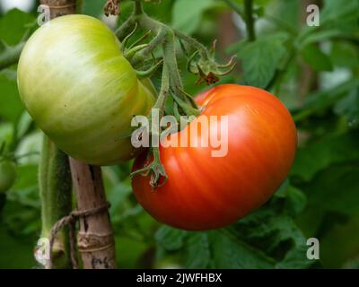 Tomates mûres rouges et vertes non mûres de l'héritage Beefsteak, Solanum lycopersicum 't Pierre' dans un treillis plus tard l'été Banque D'Images
