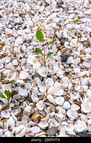 Rive du Rhin, moules dans le lit de la rivière, petite plante, arbre, a fait son chemin à travers la couche de moules, pendant la sécheresse au milieu de l'été, cette zone est très Banque D'Images