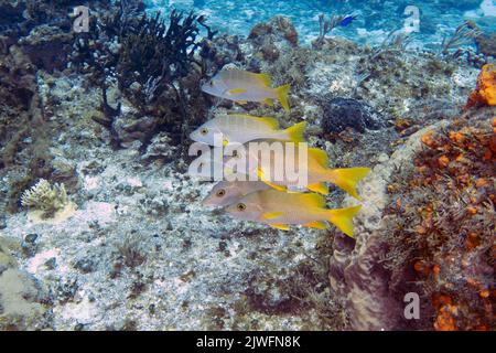 Maître d'école Sapper (Lutjanus apodus) à Cozumel, Mexique Banque D'Images