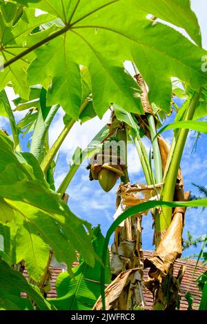 Bourgeon de banane, fleur et petit bouquet de bananes vertes mûrissant au Royaume-Uni au cours de l'été chaud de 2022, dans le jardin exotique de Great Dixter, dans l'est du Sussex, en Angleterre. Banque D'Images