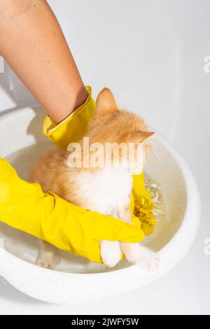 Bain d'un chat une femme tient avec ses mains gantées un petit chaton dans un bassin d'eau. Banque D'Images