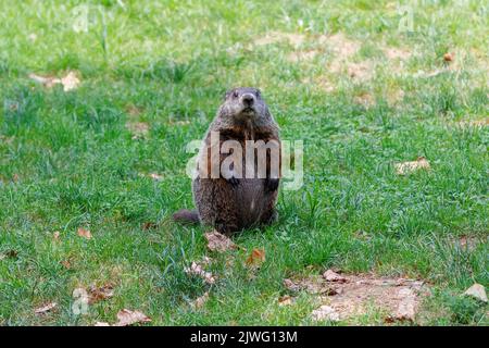 un menuisier ou un marmotte se tient sur ses pattes arrière dans un champ d'herbe et regarde la caméra à la fin d'un jour d'été, avec une faible profondeur de champ. Banque D'Images