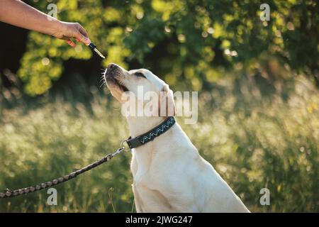 Chien d'animal de compagnie prenant une huile de chanvre CBD, léchant un compte-gouttes dans la main femelle Banque D'Images