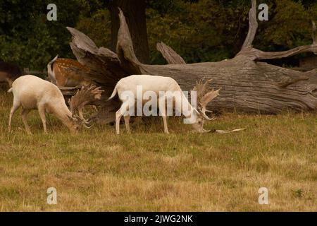 Cerf de fachette européen en lambeaux (déversant du velours), (Dama dama), au Charlecote National Trust, Warwickshire, Royaume-Uni Banque D'Images