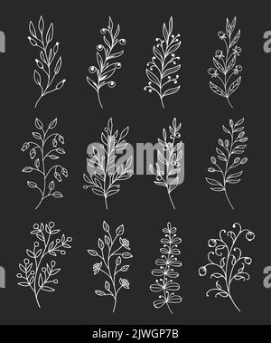 Décrivez les brindilles et les branches avec les baies. Branches de plantes arbustives et brindilles d'herbes de jardin et branches florales lignes de décorations vectorielles. Graines de plantes de champ, ratons laveurs de fleurs et baies Illustration de Vecteur