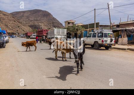 DANAKIL, ETHIOPIE - 25 MARS 2019 : vaches dans un village de la région d'Afar, Ethiopie. Banque D'Images