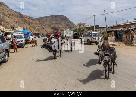 DANAKIL, ETHIOPIE - 25 MARS 2019 : vaches dans un village de la région d'Afar, Ethiopie. Banque D'Images