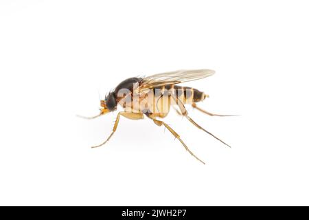 La mouche d'auvent (Phoridae) est isolée sur fond blanc. Banque D'Images