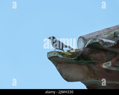 blackbird mâle pointe perchée de toit de tuiles sur le ciel bleu Banque D'Images