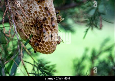 Ruche d'abeille en cours de construction sur une branche d'arbre dans la nature. Banque D'Images