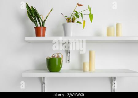 Étagères avec plantes de maison flétries et bougies sur le mur léger Banque D'Images