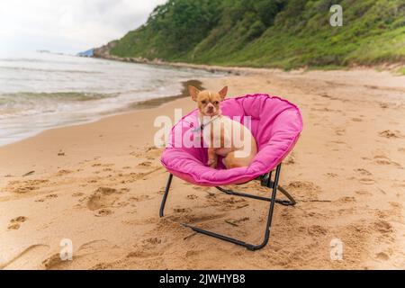 Le chien russe Toy Terrier est assis sur une chaise longue rose sur le bord de mer.photo de haute qualité Banque D'Images