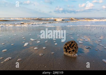 Fruits de Lotus sur la côte Banque D'Images