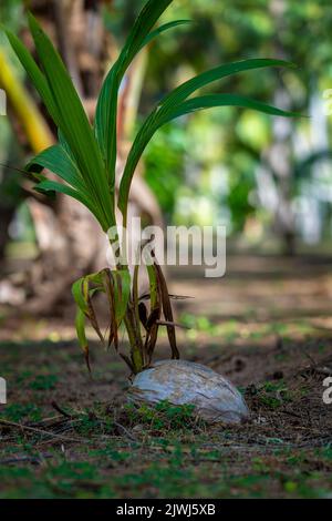 Saupoudrer de noix de coco à partir de graines, Yasawa Island, Fidji Banque D'Images