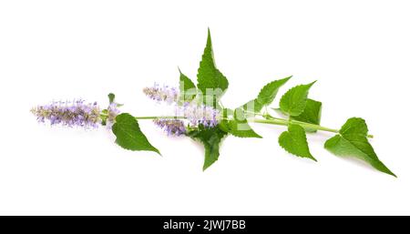 Fleurs bleues géantes d'hyssop isolées sur blanc Banque D'Images