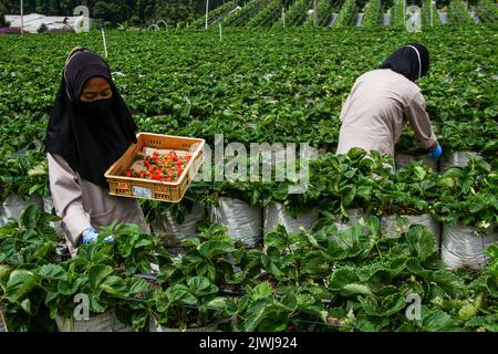 Lembang, Java Ouest, Indonésie. 6th septembre 2022. Les travailleurs cueilliaient des fraises fraîches à la ferme de la fraise de Lembang. La Fresa Strawberry Garden, qui est l'une des micro, petites et moyennes entreprises (MSME) assistée par Bank Negara Indonesia (BNI), est en mesure de transformer une tonne de fraise en divers produits tels que le jus de fraise, Des collations et des confitures ont été commercialisées dans diverses régions de l'Indonésie à un prix moyen de $2 à 4 $. (Image de crédit : © Algi Febri Sugita/ZUMA Press Wire) Banque D'Images