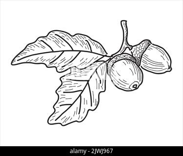 Feuille de chêne dans le style de l'oodle. Silhouette automnale dessinée à la main. Illustration de vecteur botanique Illustration de Vecteur