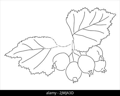 Cassis en forme de doodle. Silhouette dessinée à la main avec une baie. Plante vecteur médicinale botanique Illustration de Vecteur