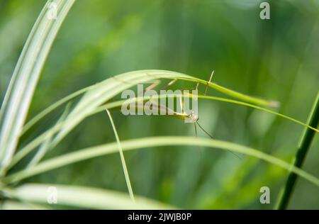 Gros plan mantis sauvages de prière rampant à l'envers sur la lame d'herbe verte le jour d'été dans la nature Banque D'Images