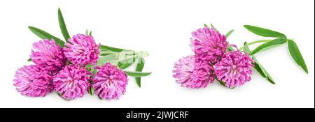 Fleur de trèfle trèfle ou herbes médicinales isolé sur fond blanc Banque D'Images