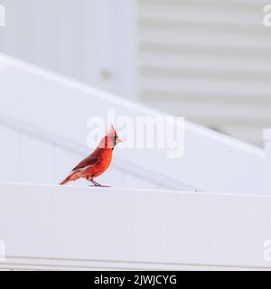 Gros plan d'un oiseau cardinal rouge vif se tenant sur le bord d'une clôture blanche Banque D'Images