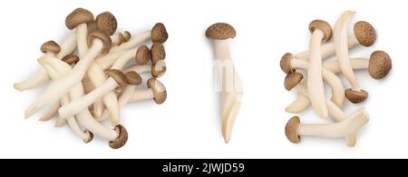 Champignons de hêtre brun ou champignons Shimeji isolés sur fond blanc. Vue de dessus, plan d'appartement Banque D'Images