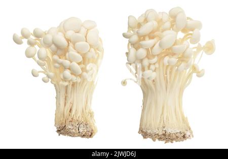 Champignon enoki, champignon à aiguille dorée isolé sur fond blanc avec pleine profondeur de champ. Banque D'Images